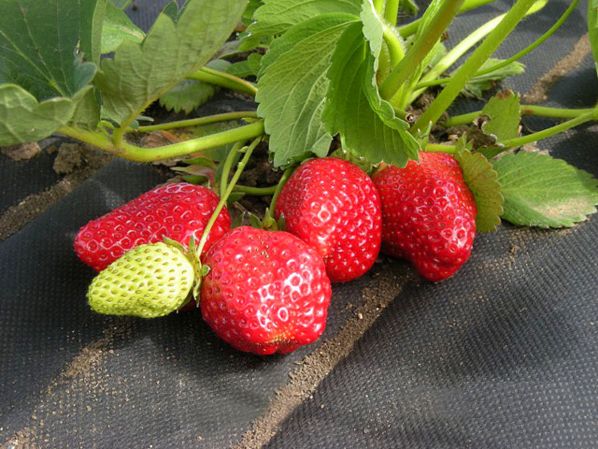 Мульчирующий материал Мульчирующий материал